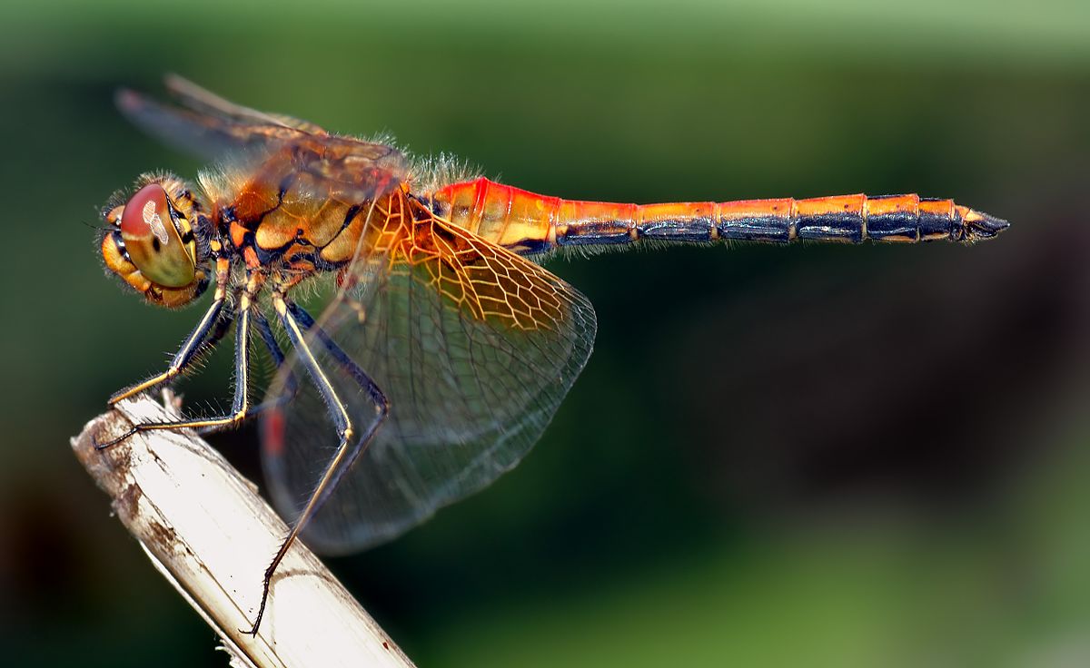 Genetically Modified Cyborg Dragonflies Are Bringing 