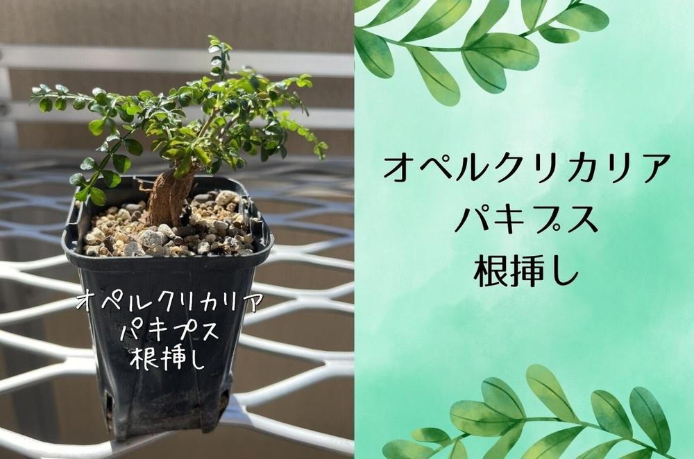 オペルクリカリアパキプス根挿し株 1本 | JTBのふるさと納税サイト
