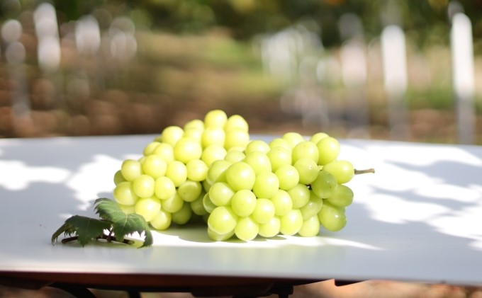 桐箱入 シャイン マスカット 1房 750g以上 葡萄 ぶどう フルーツ 岡山