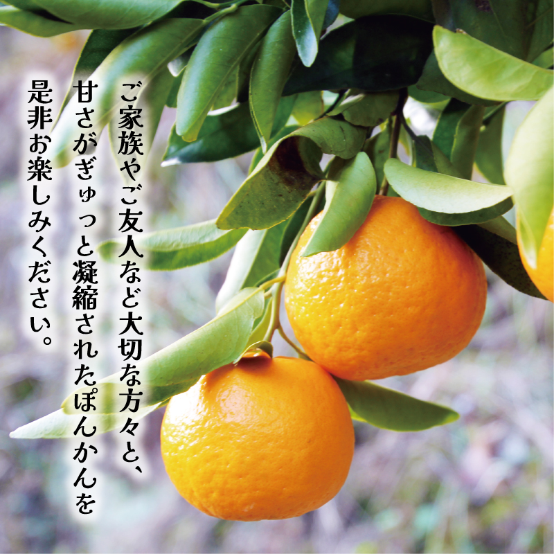 数量限定 順次発送 お試し用 ポンカン 3kg 9000円 みかん mikan 蜜柑