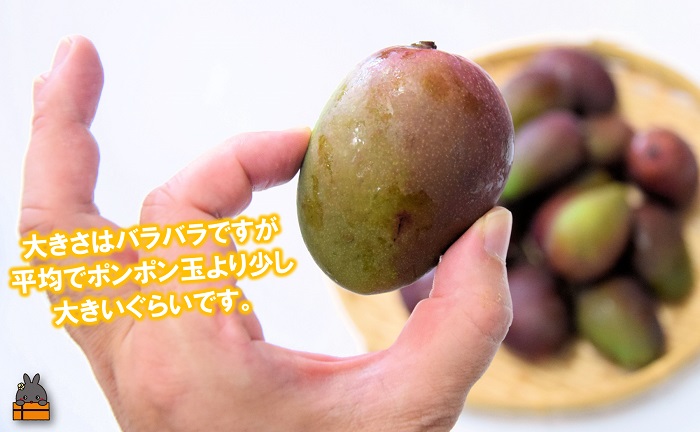 ≪今だけ！≫この時期だけの珍しい果実！徳之島産マンゴーのこども 約