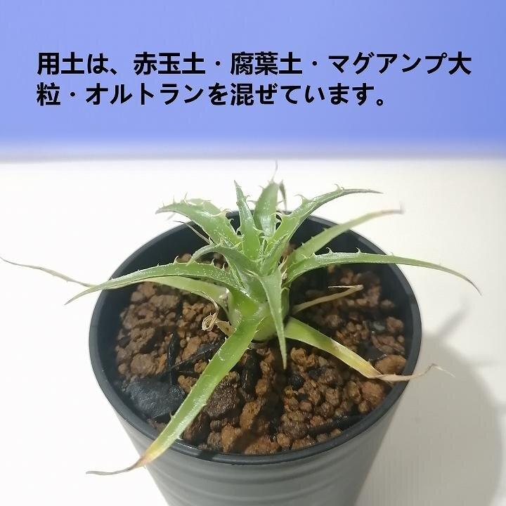 プヤ・セルーレア puya coerulea var. coerulea_栃木県大田原市生産品_
