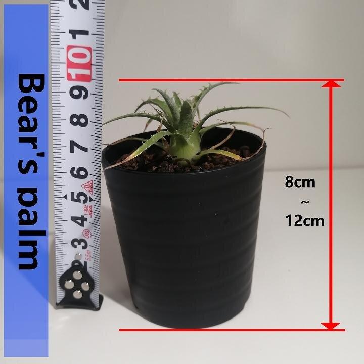 プヤ・セルーレア puya coerulea var. coerulea_栃木県大田原市生産品_