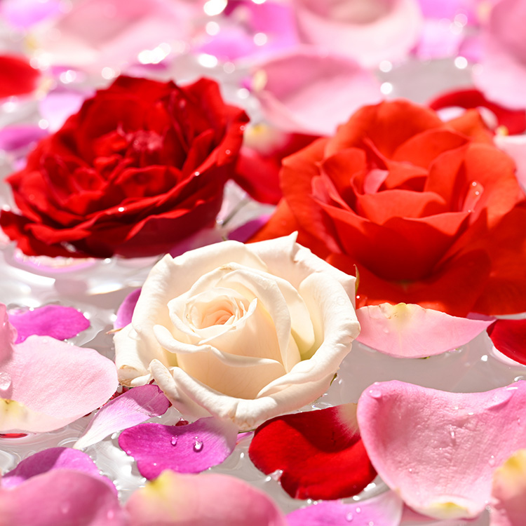 美を食す』 Nobel Rose 生花MIX 5輪｜通年出荷 食用バラ 薔薇 | 栃木県