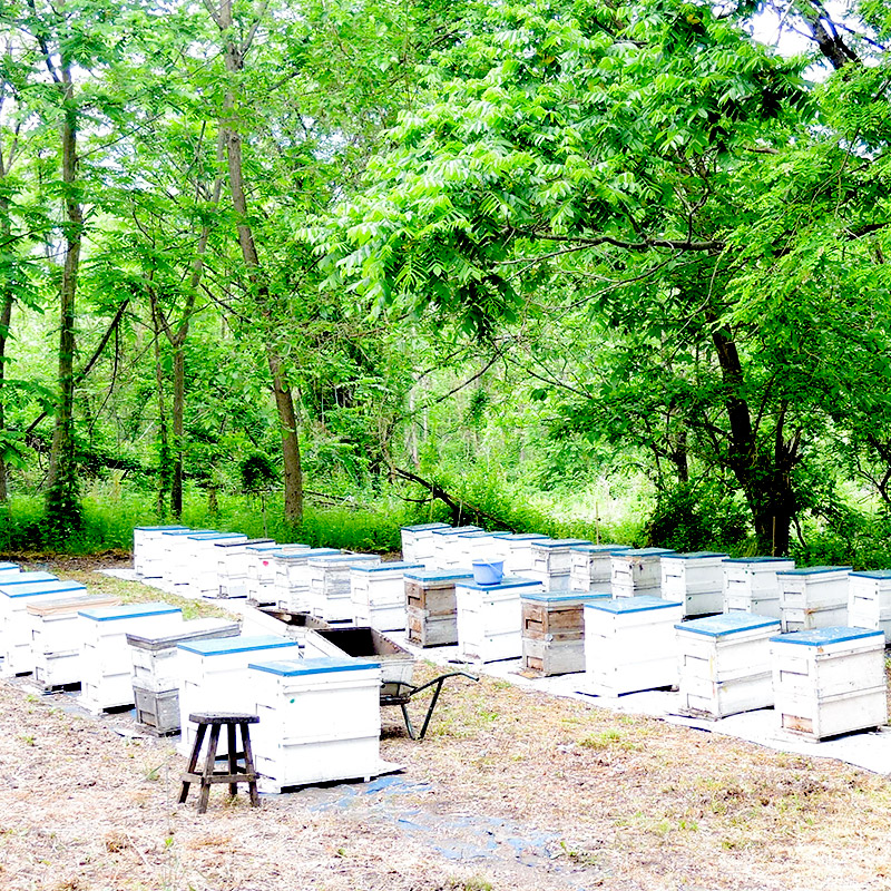アカシヤ・沼田城さくらはちみつセット 各250g 花みつばち館 | 群馬県
