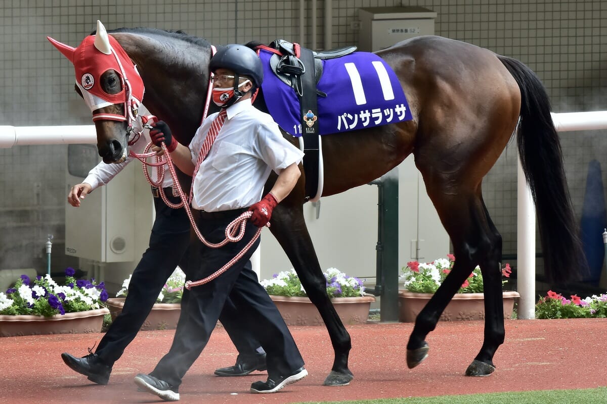 パンサラッサ札幌記念「参戦」で仁義なきハナ争いが勃発!? | GJ