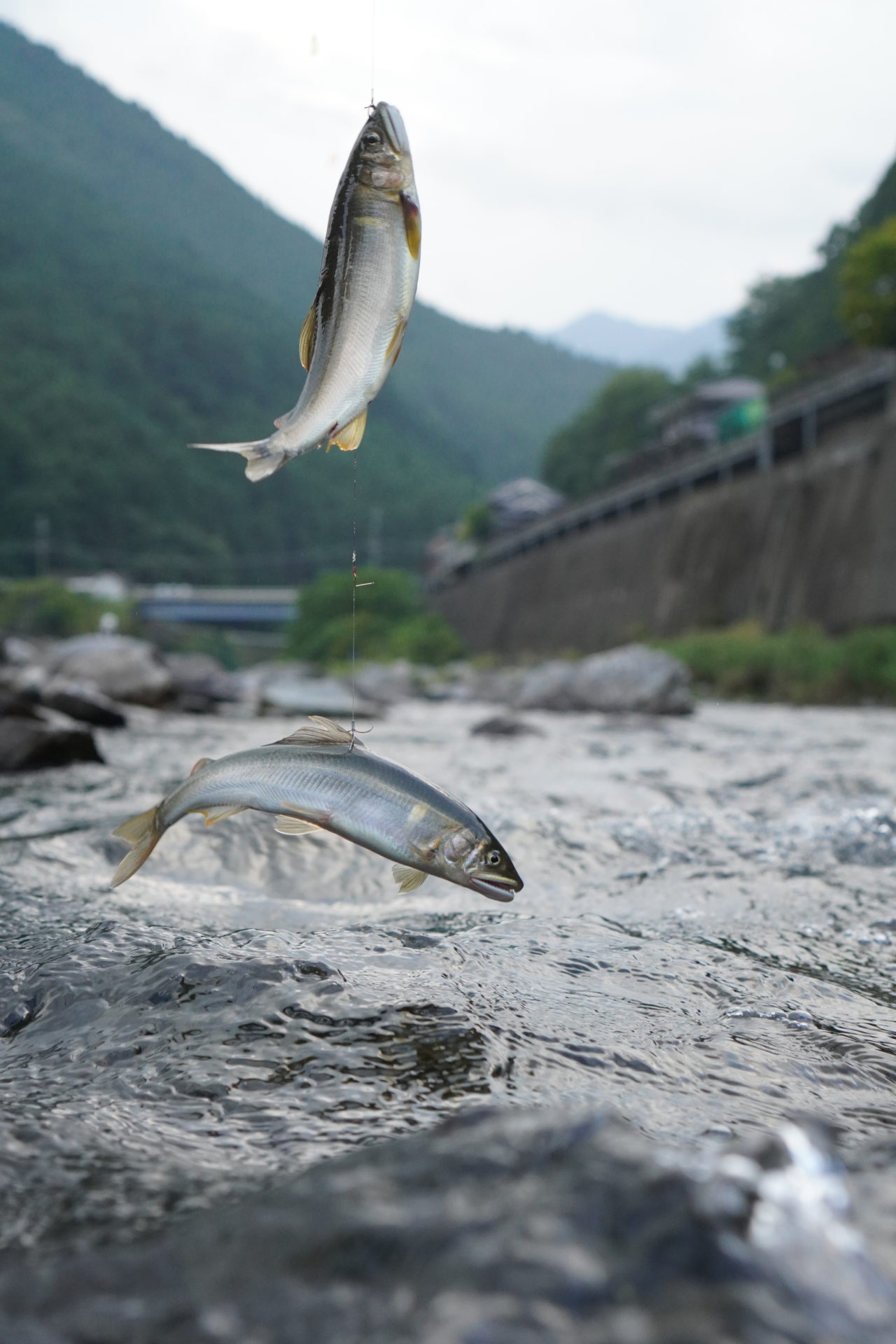 かわかみ源流ツーリズム » 川上村漁業協同組合
