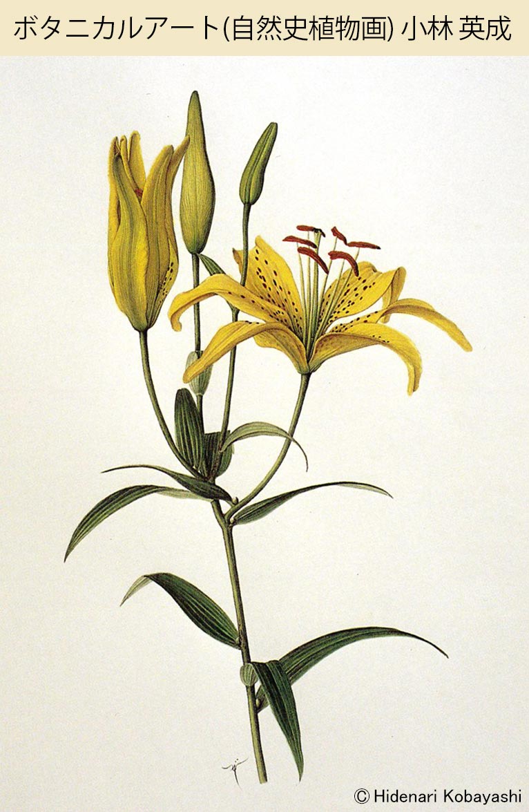 ボタニカルアート(自然史植物画) スクール自然史植物画研究会 代表