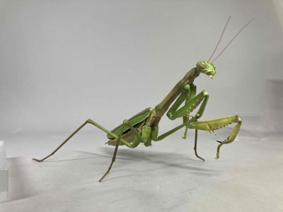 ガシャポンブログ | ガシャポンオフィシャルサイト