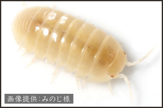 だんごむし｜ずかん｜いきもの大図鑑｜ガシャポンオフィシャルサイト