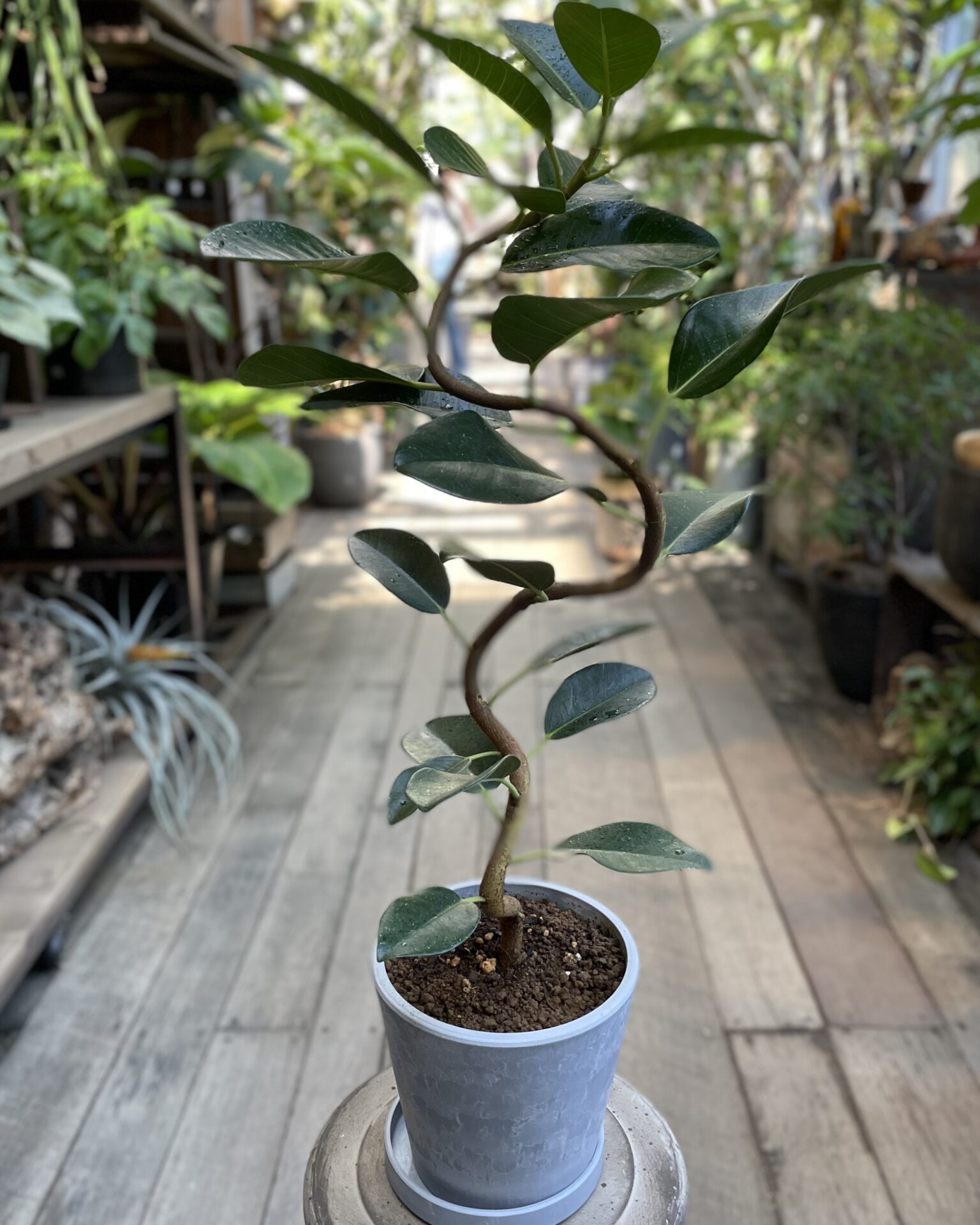 観葉植物】フランスゴムの木【Sサイズ】 | garage living with plants