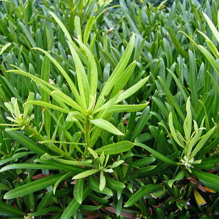 イヌマキ 新・花と緑の詳しい図鑑