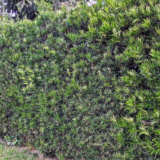 イヌマキ 新・花と緑の詳しい図鑑