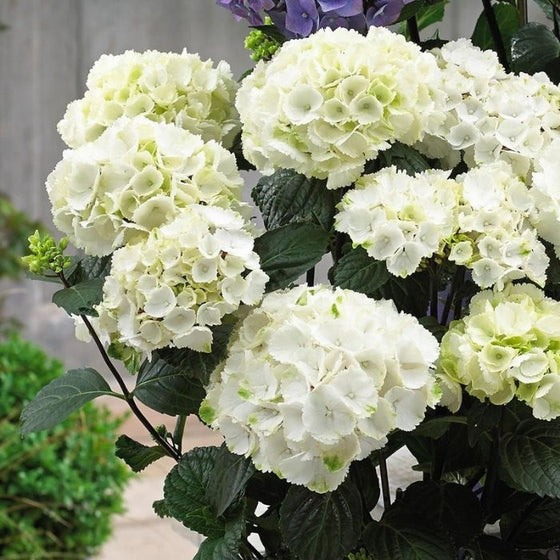 Onyx Zebra Hydrangea for Sale | White Blooms, Black Stems