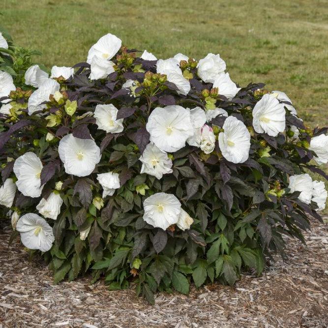 Summerific® 'Lilac Crush' hibiscus – Creekside Nursery, Inc