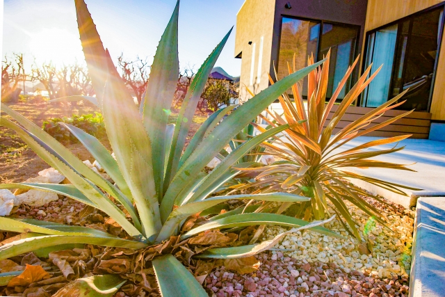 アガベやココスヤシで作る、新しいエクステリアのトレンド『ロック