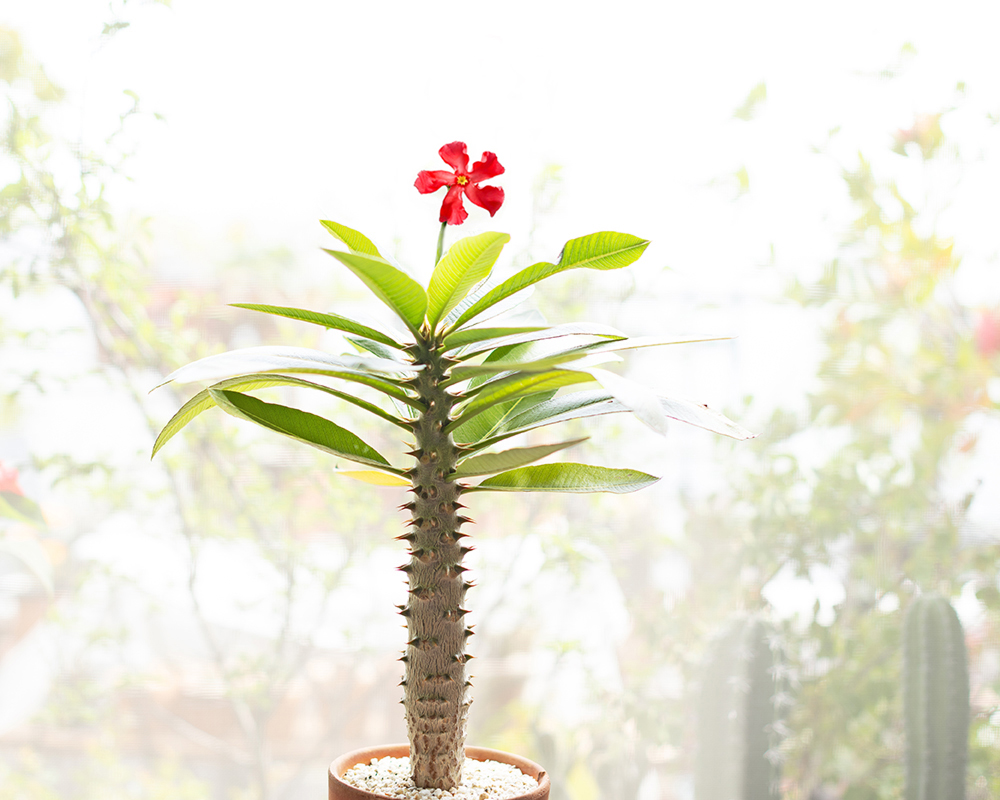 パキポディウム・ウィンゾリーは赤花が咲く塊根！ 注目の園芸家が育て