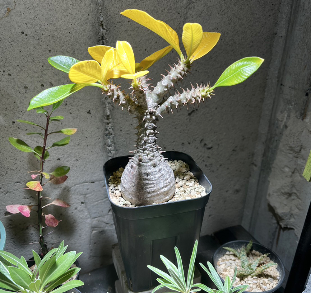 パキポディウム・ウィンゾリーは赤花が咲く塊根！ 注目の園芸家が育て