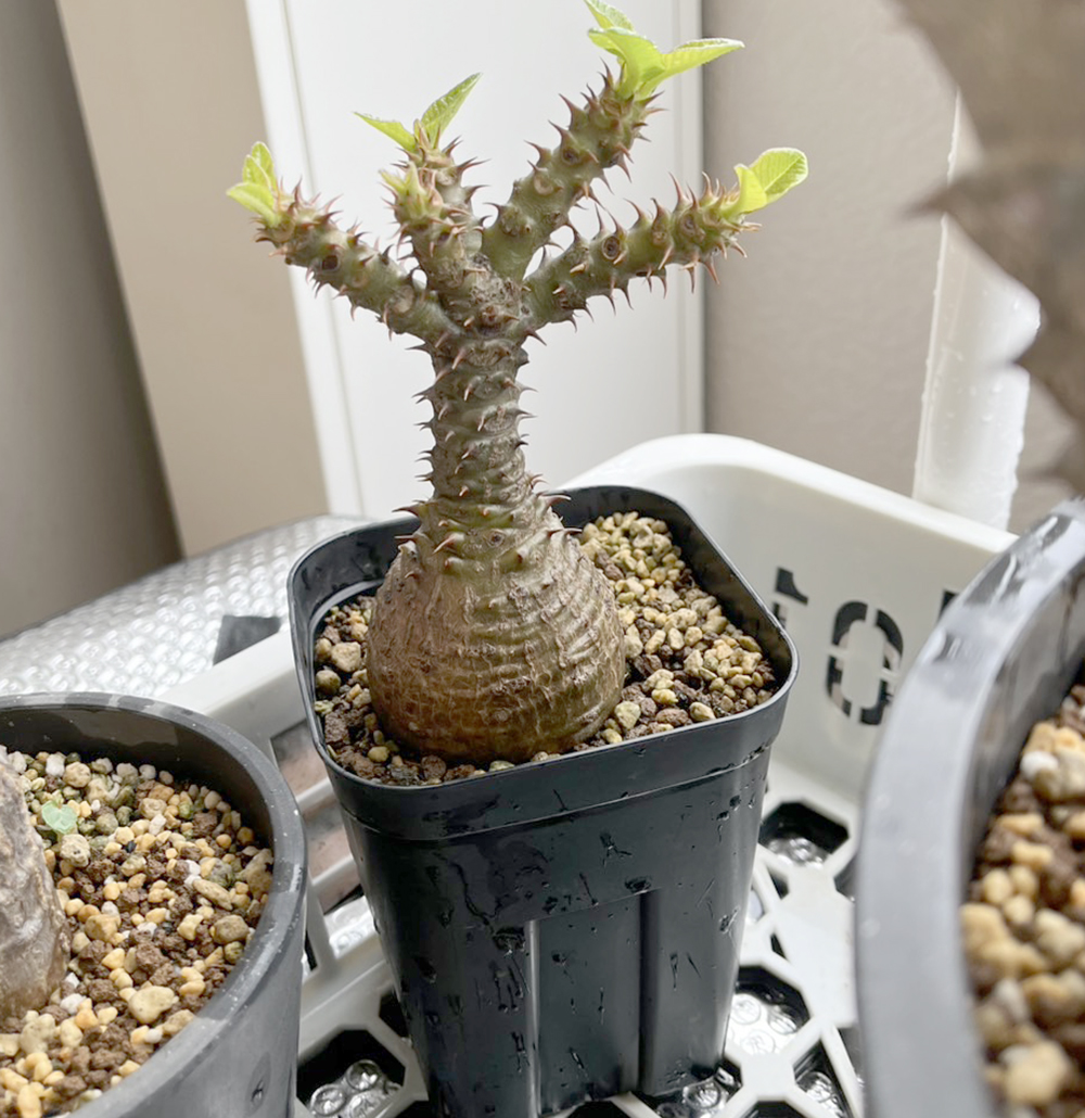 パキポディウム・ウィンゾリーは赤花が咲く塊根！ 注目の園芸家が育て