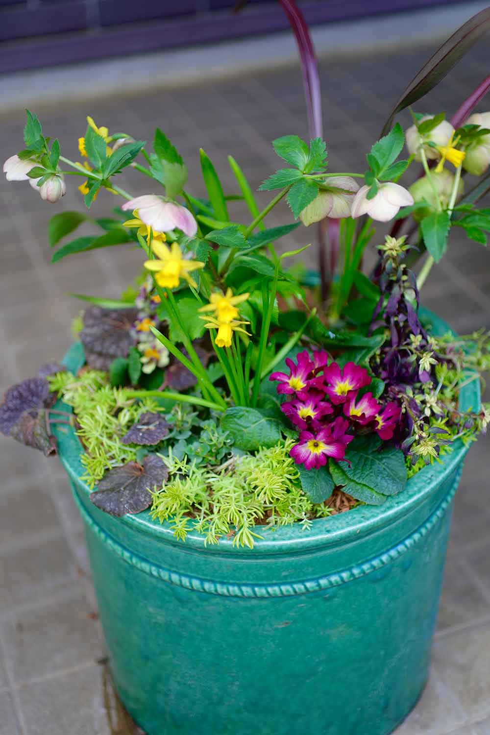 シャビーナチュラルなクリスマスローズ寄せ植え シャビーナチュラルな