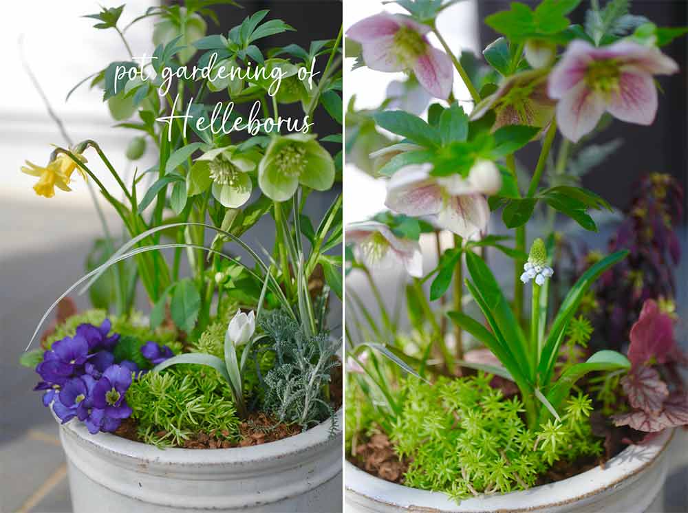 春の寄せ植え】何年も楽しめるクリスマスローズの寄せ植え