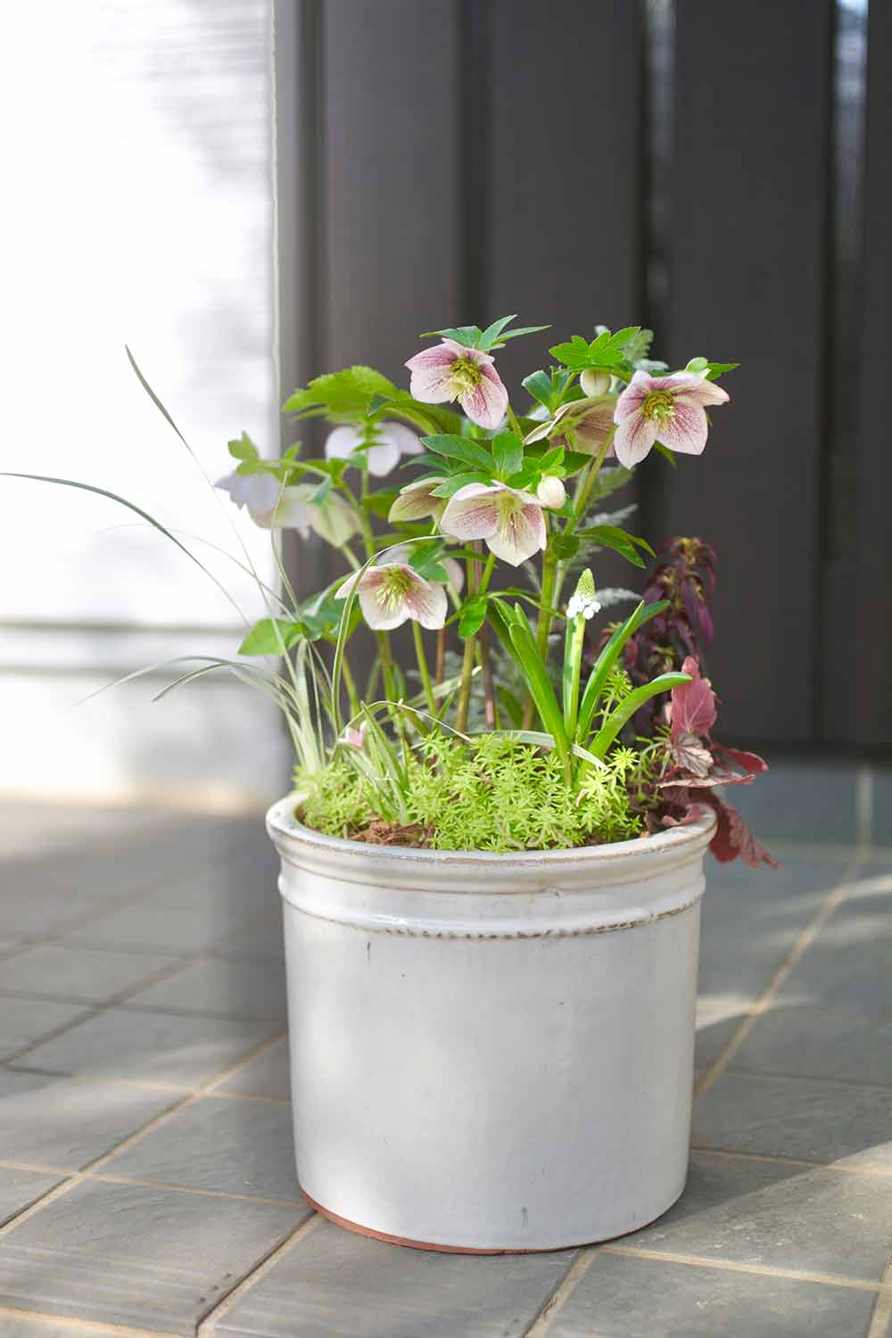 春の寄せ植え】何年も楽しめるクリスマスローズの寄せ植え