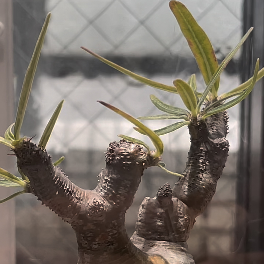 パキポディウム・グラキリス】塊根植物好きを魅了する、その秘密を徹底