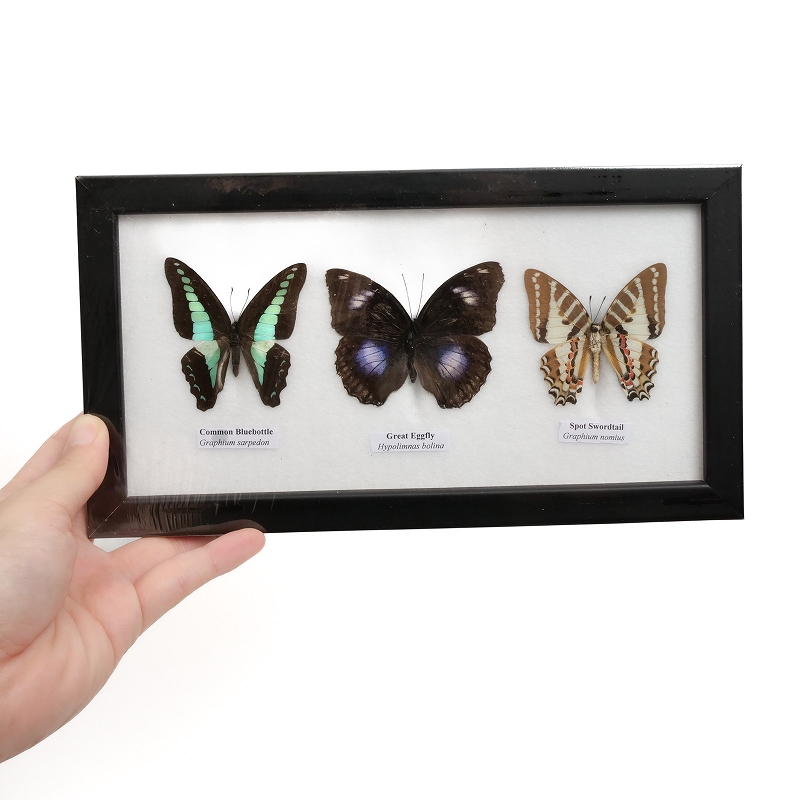 蝶3匹標本｜マライカ公式通販