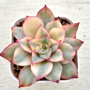 ○多肉植物 アエオニウム 小人の祭り錦 2.5寸苗 C1011 - ハニーミント本店