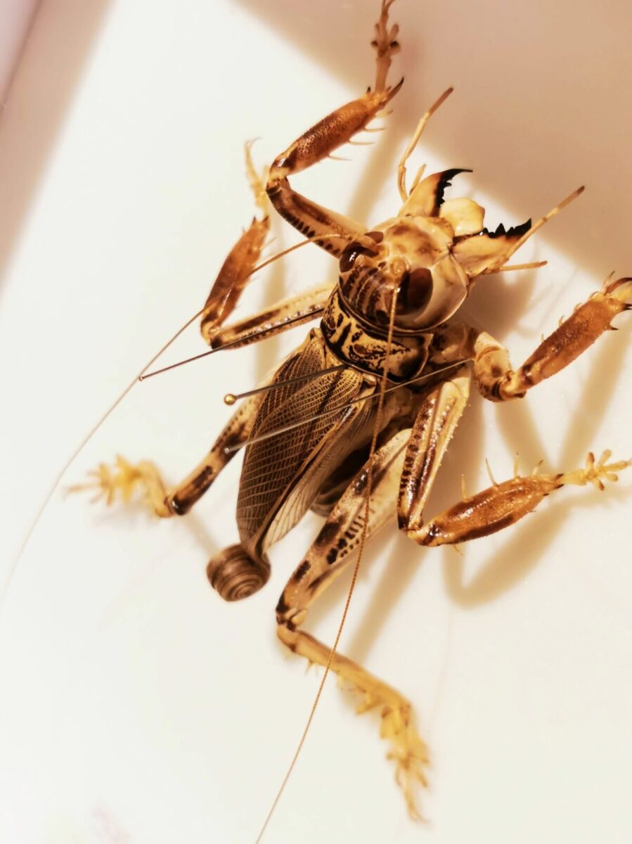 正に“奇虫”！今ならマキバネコロギス標本作品展示中 - ゲンゴロウ