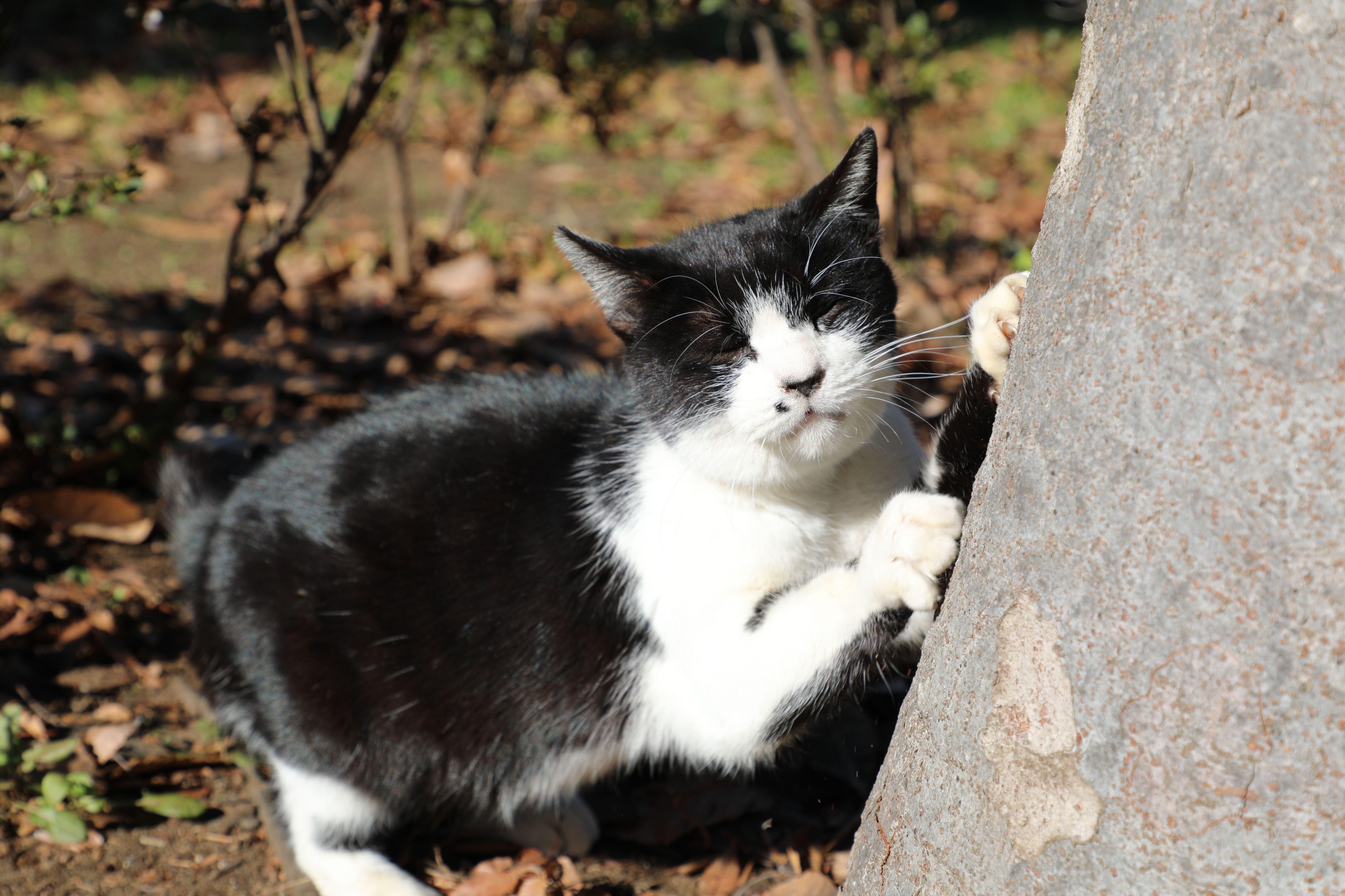 あらかわ遊園地前のネコちゃんたち |