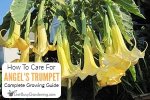 brugmansia-care-300x200-1.jpg