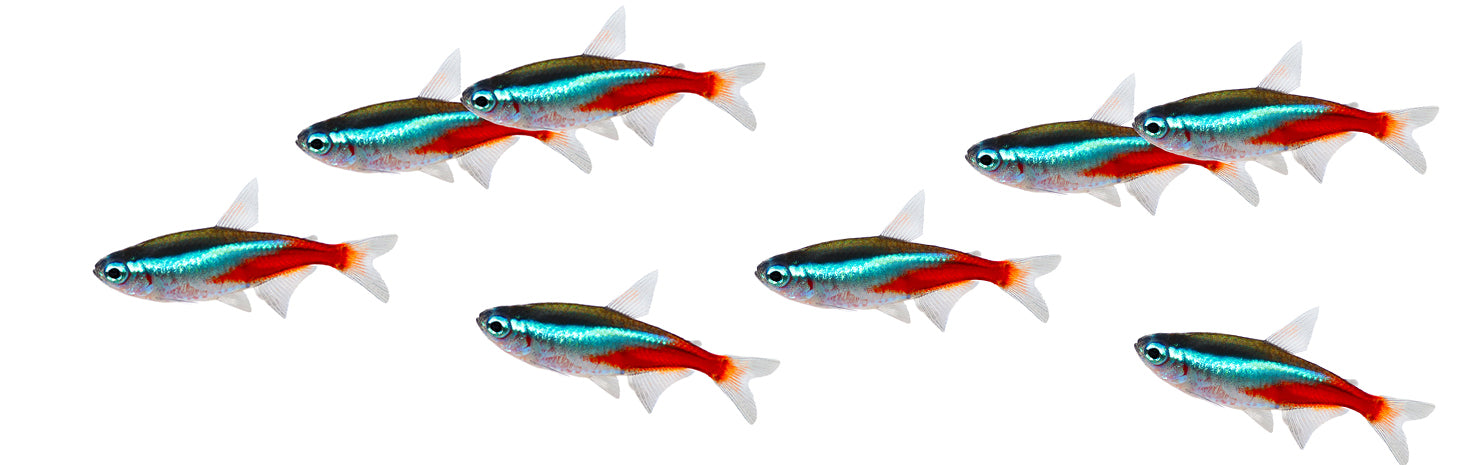 観賞魚用品パーツ | G-PET Online（ジェックス公式オンラインショップ