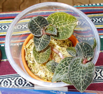 GKZ植物事典・マコデス・ペトラ