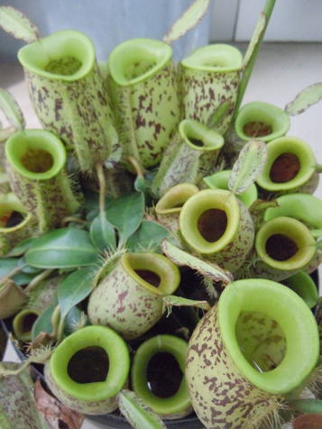 GKZ植物事典・ネペンテス・アンプラリア