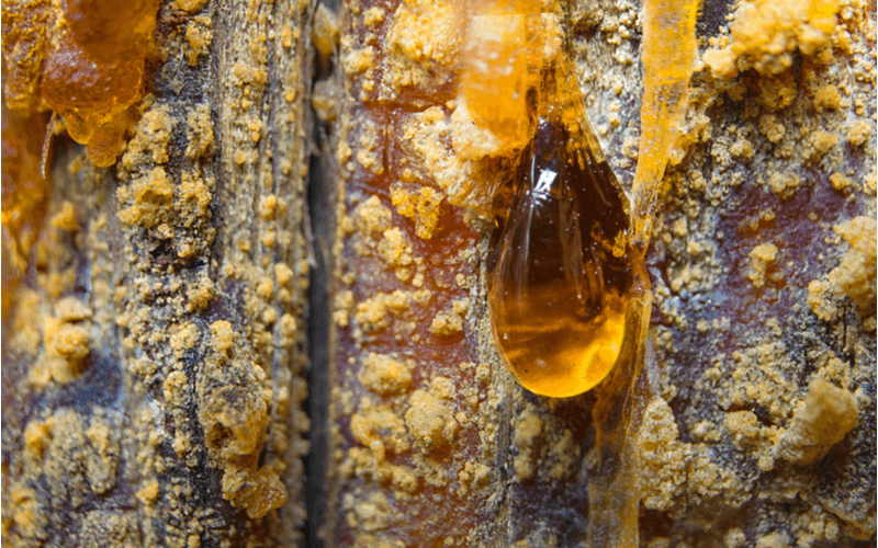 琥珀は虫入りだと価値が上がる！その他の買取基準とアンバージュエリー