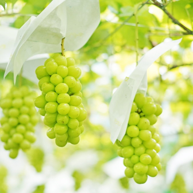 長野県産】冷凍シャインマスカット | Giftpad egift