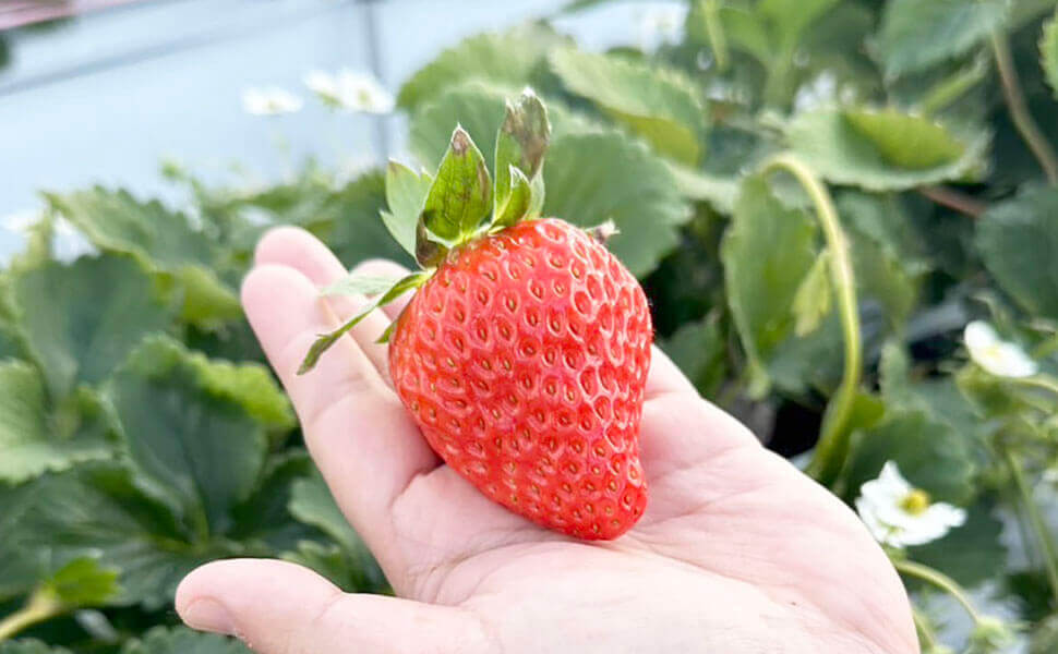 岐阜県｜各務原市｜前渡東町｜いちご狩り2026｜Lien Ferme(リアン