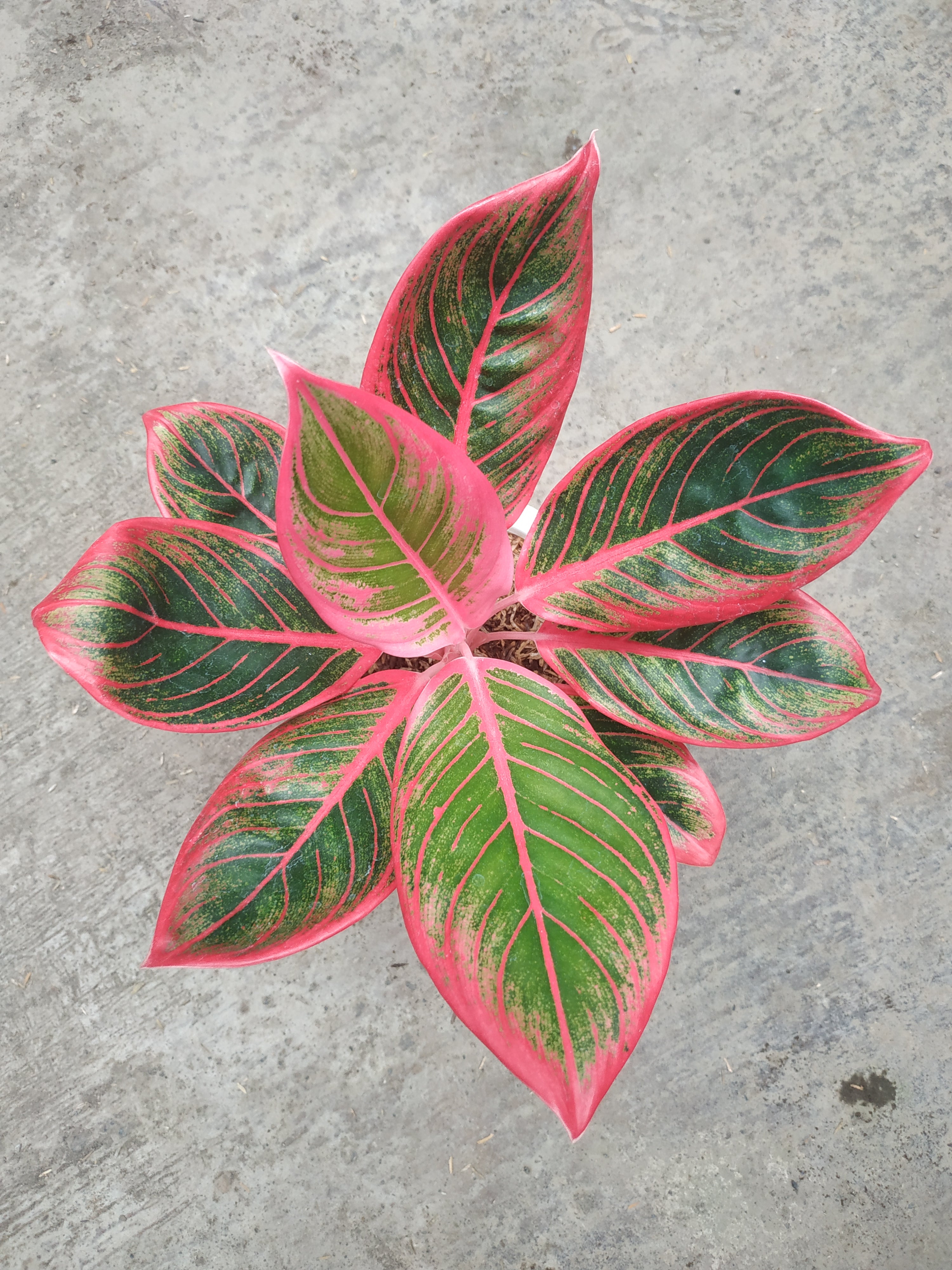 Aglaonema Khanza – Giant Tropical Nursery
