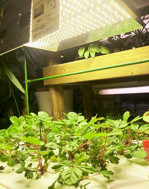 SODATEC】 LED ST-300W | 植物育成灯,SODATEC | Tree people