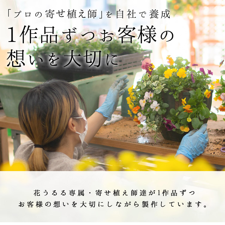 ユーカリ”ポポラス”の 花うるる 寄せ植え[ラグジュアリーコンテナ L]高