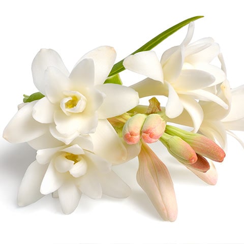 Ritua(リチュア) ボタニカルパワーシャンプー・コンディショナー｜K's