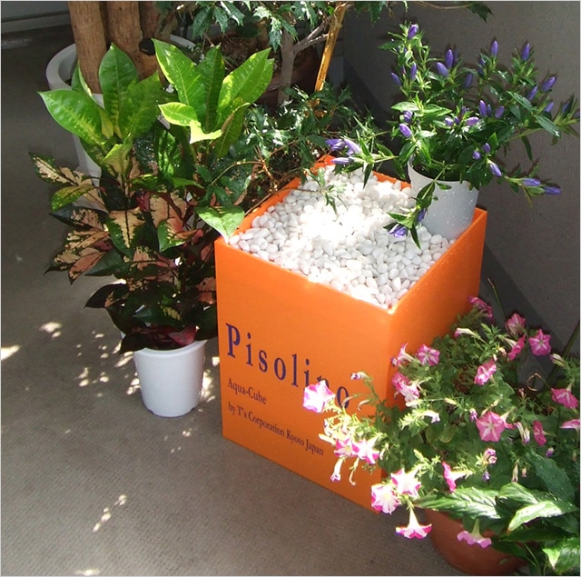 水琴 ピソリーノ