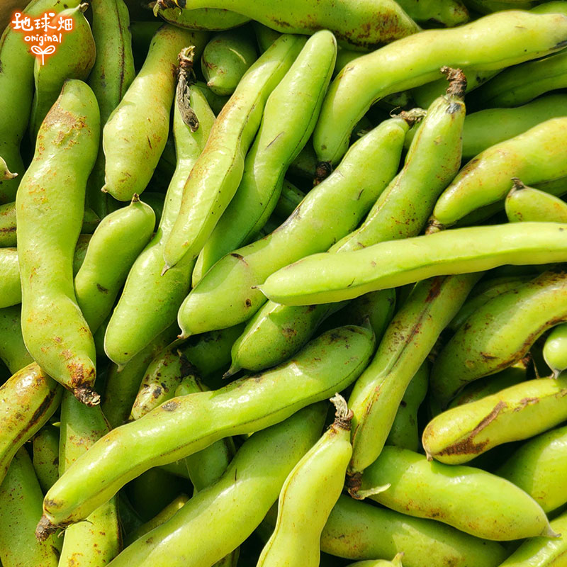 そらまめ 2kg 冷蔵便 空豆 そら豆 発送期間4月～5月 | 箱売り野菜