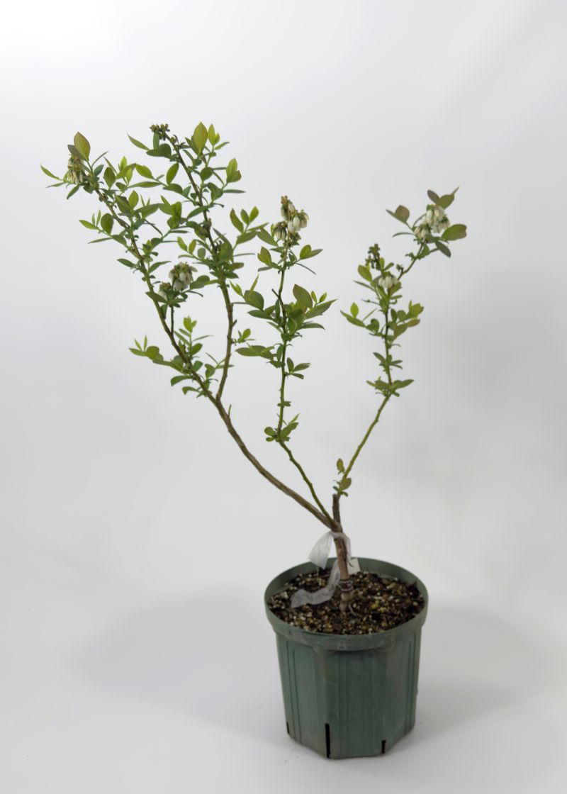 ブルーベリー 「マグノリア」 サザンハイブッシュ 果樹 苗 苗木 通販