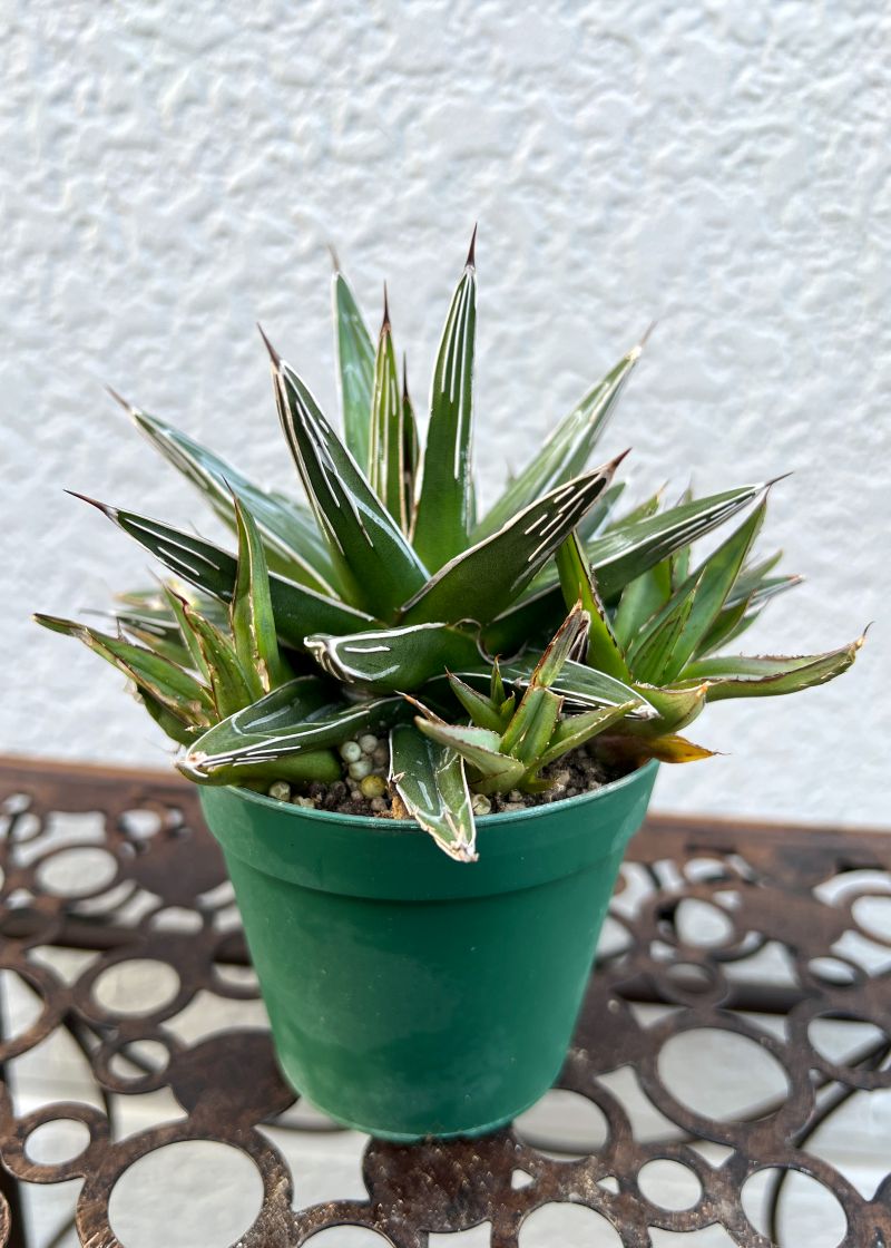 アガベ 姫笹の雪 7cmポット苗 観葉植物 greenery