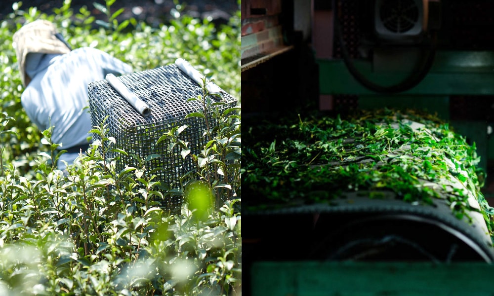 抹茶 小倉山 300g缶 山政小山園 京都 宇治 | 抹茶300g缶 - CHATOWA 茶