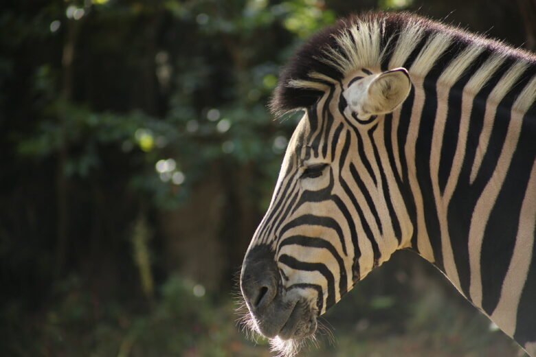 CANON EF75-300mm f4-5.6 iii レビュー:コスパ抜群の望遠ズームレンズ