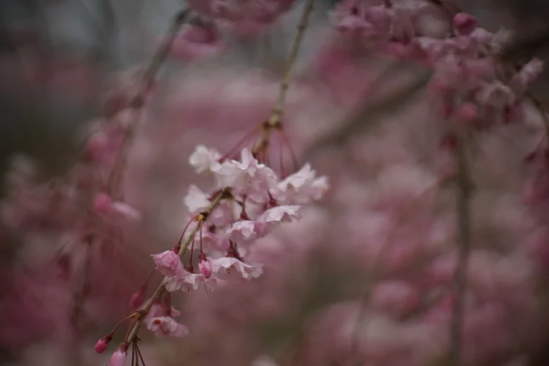 名玉！ミノルタ・鷹の目ロッコール「MC ROKKOR PG 58mm f1.2」の魅力は