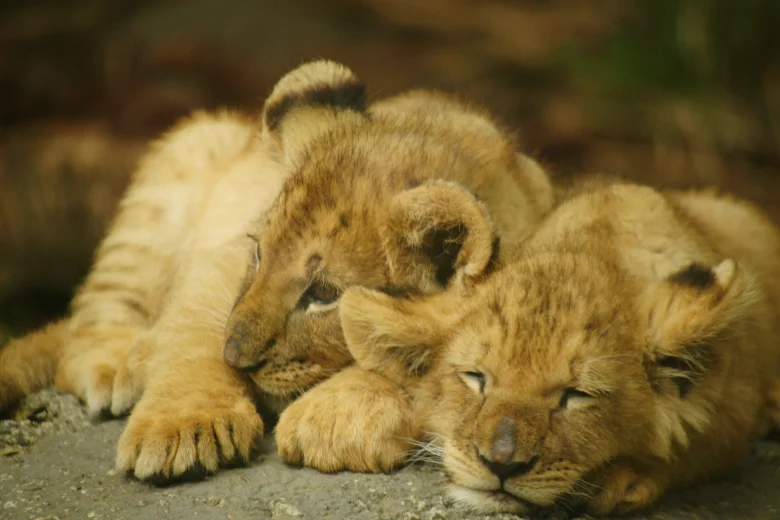 激安超望遠】COSINA 100-400mm レビュー｜中古・2500円のレンズで月や